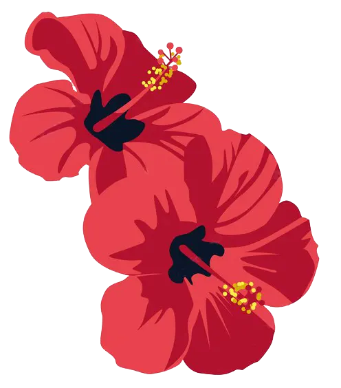 National Flower - Hibiscus